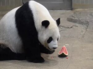 Панда ест арбуз фото